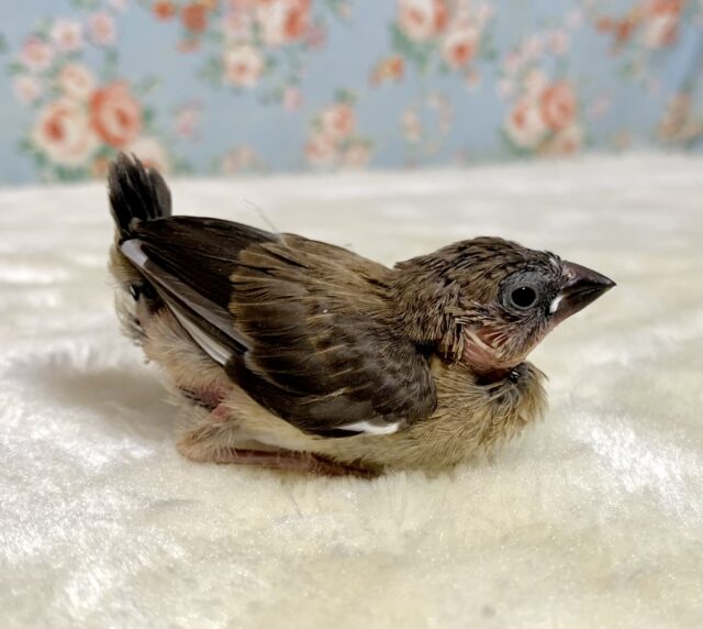 錦花鳥（キンカチョウ）