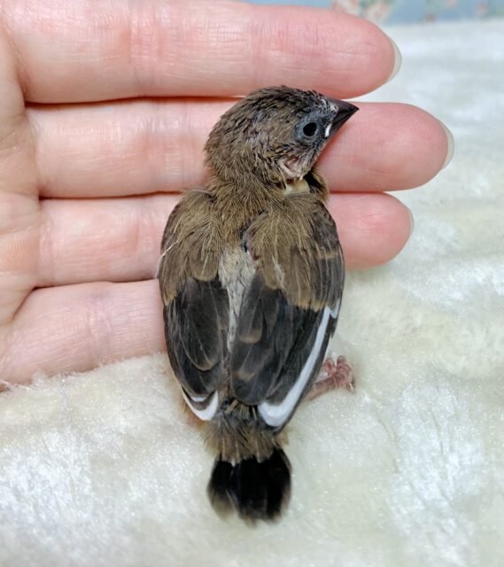 錦花鳥（キンカチョウ）