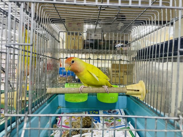 コザクラインコ（小桜インコ）