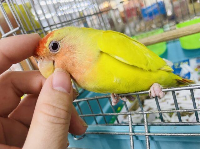 コザクラインコ（小桜インコ）