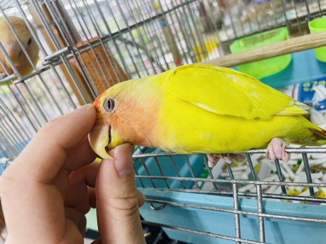 コザクラインコ（小桜インコ）
