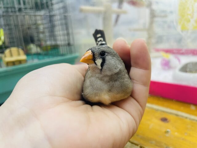 錦花鳥（キンカチョウ）