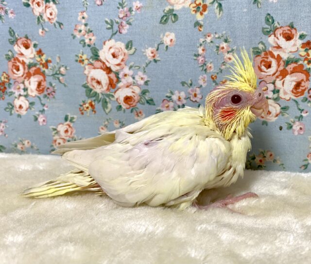 オカメインコ