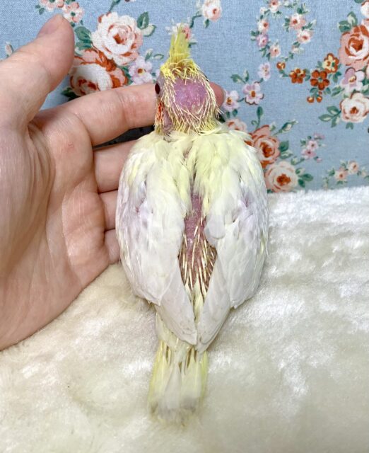 オカメインコ