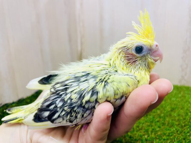 オカメインコ