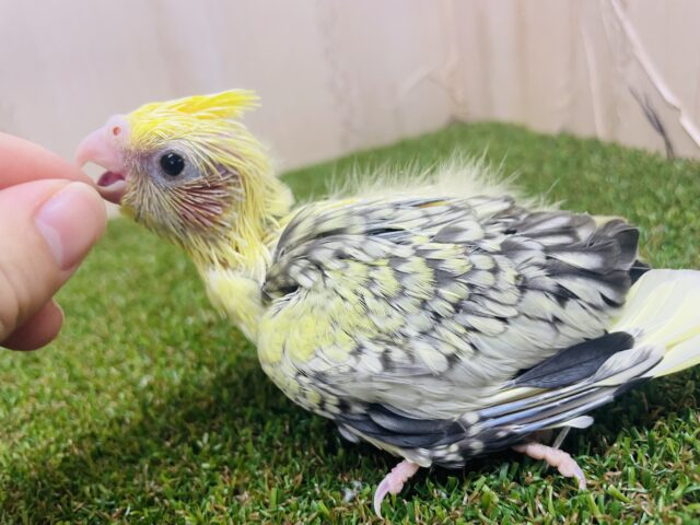 オカメインコ