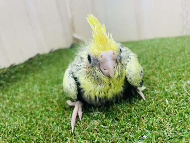 オカメインコ