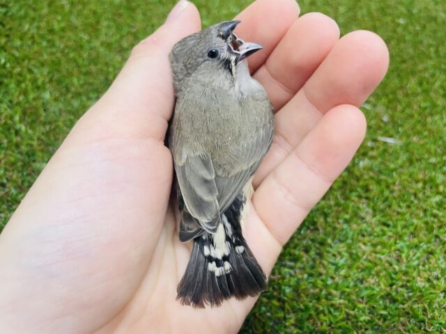 錦花鳥（キンカチョウ）