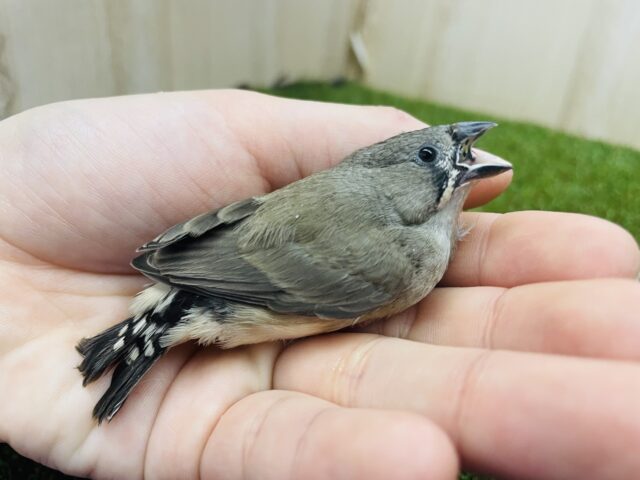 錦花鳥（キンカチョウ）