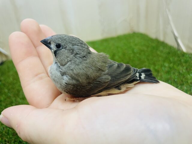 錦花鳥（キンカチョウ）