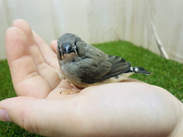 錦花鳥（キンカチョウ）