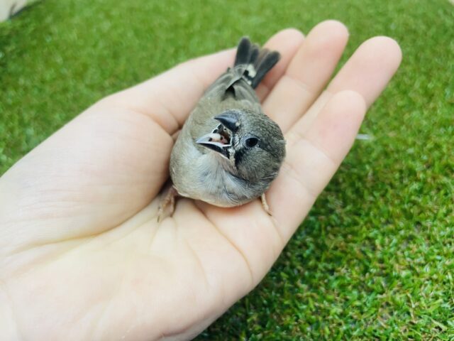 錦花鳥（キンカチョウ）