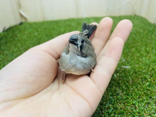 錦花鳥（キンカチョウ）