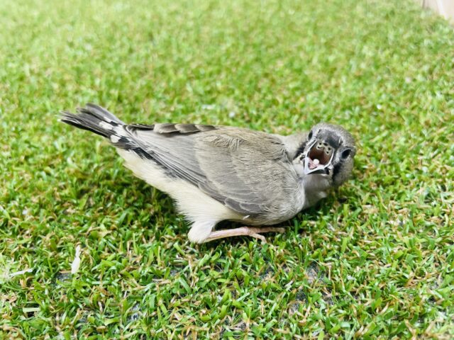 錦花鳥（キンカチョウ）