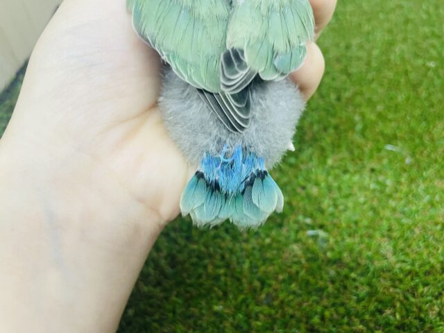 コザクラインコ（小桜インコ）