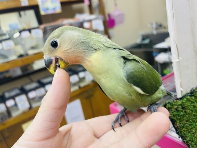 コザクラインコ（小桜インコ）