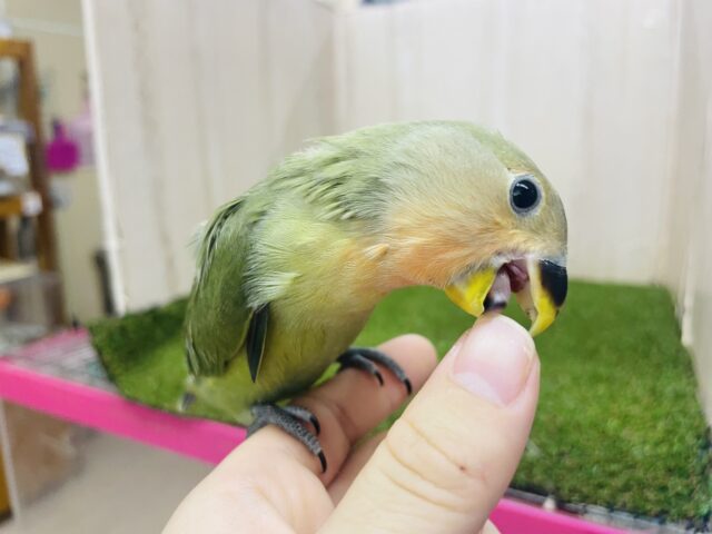 コザクラインコ（小桜インコ）