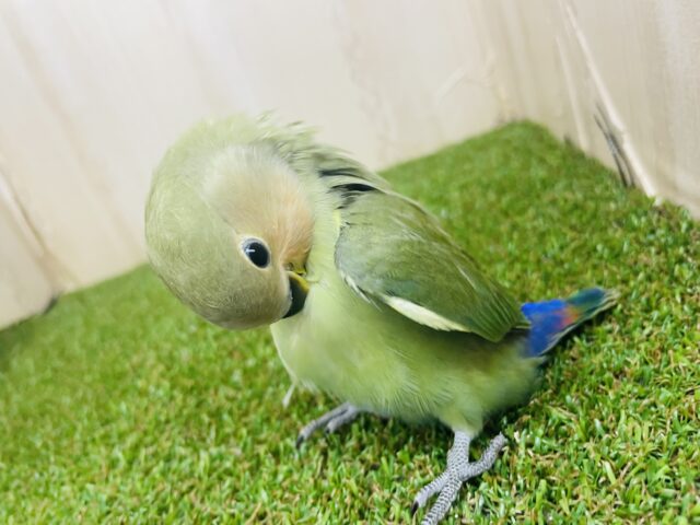 コザクラインコ（小桜インコ）