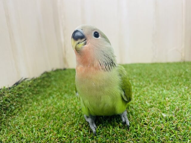 コザクラインコ（小桜インコ）