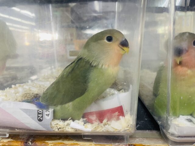 コザクラインコ（小桜インコ）
