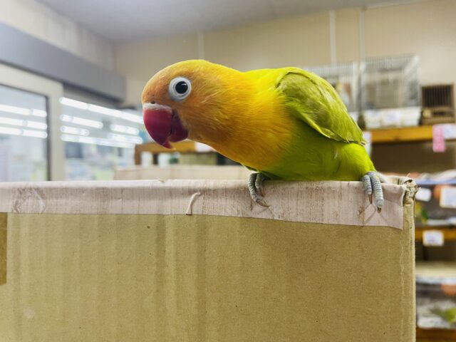ヤマブキボタンインコ