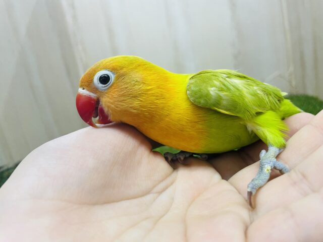 ヤマブキボタンインコ