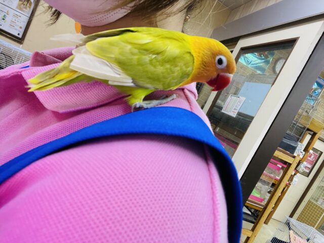 ヤマブキボタンインコ