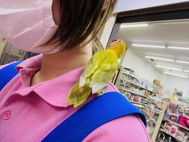 ヤマブキボタンインコ
