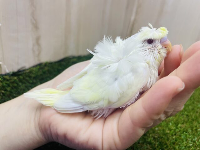 羽衣セキセイインコ