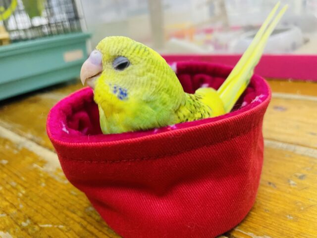 セキセイインコ