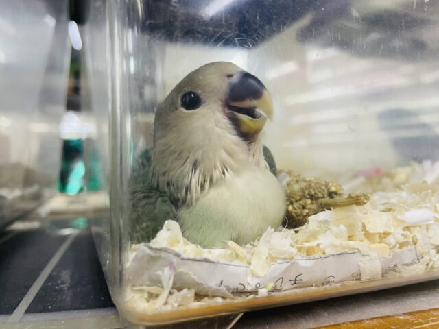 コザクラインコ（小桜インコ）