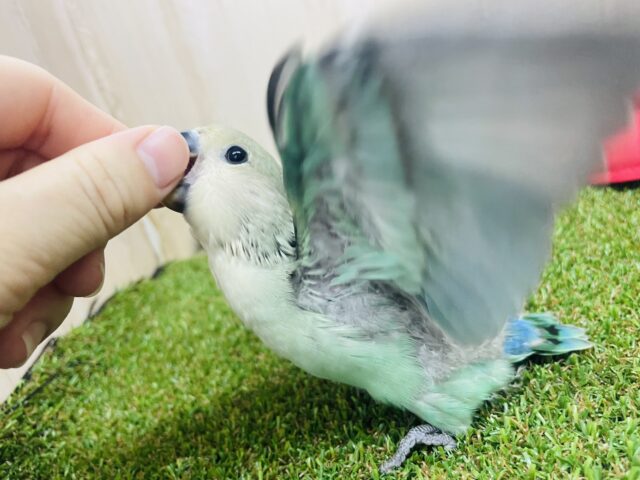 コザクラインコ（小桜インコ）