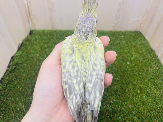 オカメインコ