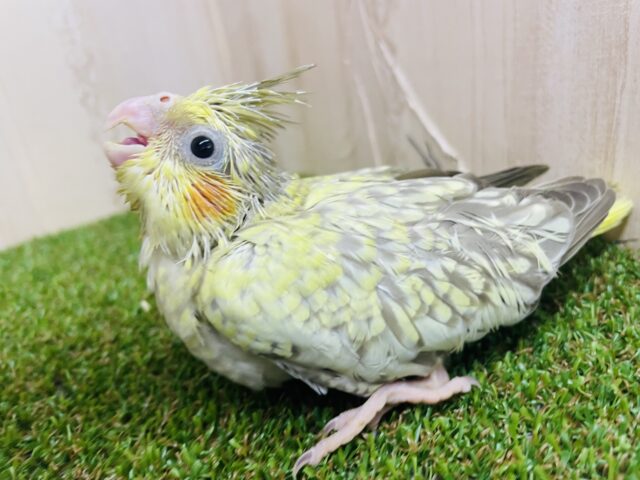 オカメインコ