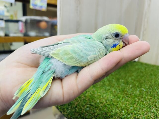 セキセイインコ