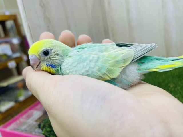 セキセイインコ