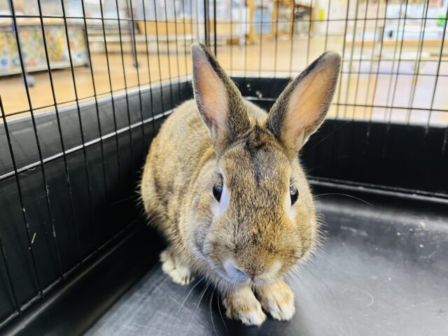 ネザーランドドワーフ