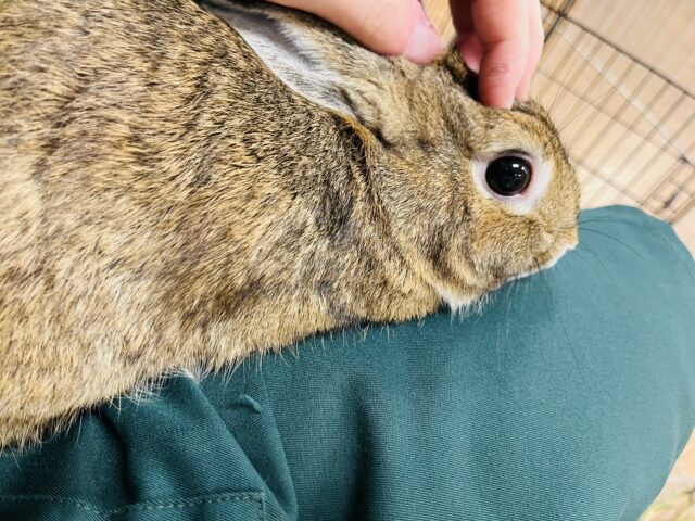 ネザーランドドワーフ