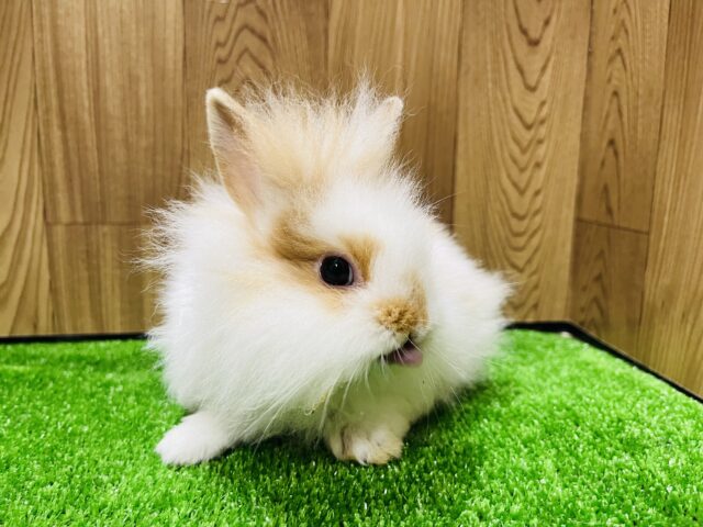 ライオンラビット