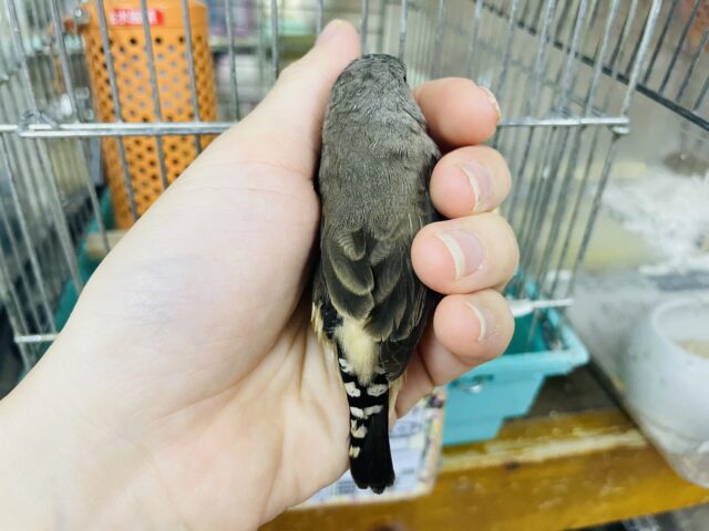 錦花鳥（キンカチョウ）