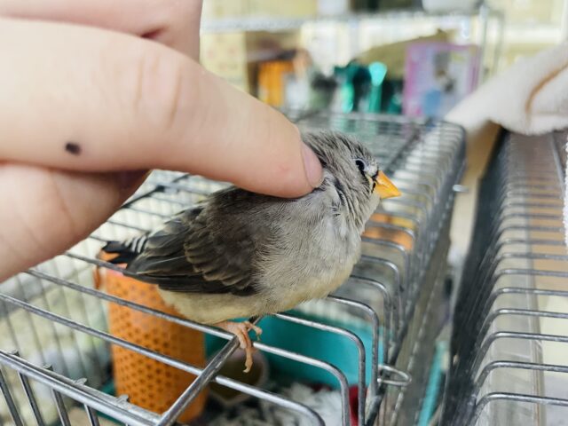 錦花鳥（キンカチョウ）