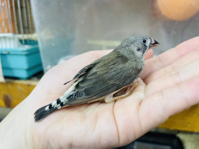 錦花鳥（キンカチョウ）