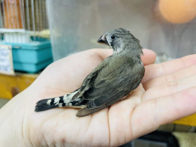 錦花鳥（キンカチョウ）