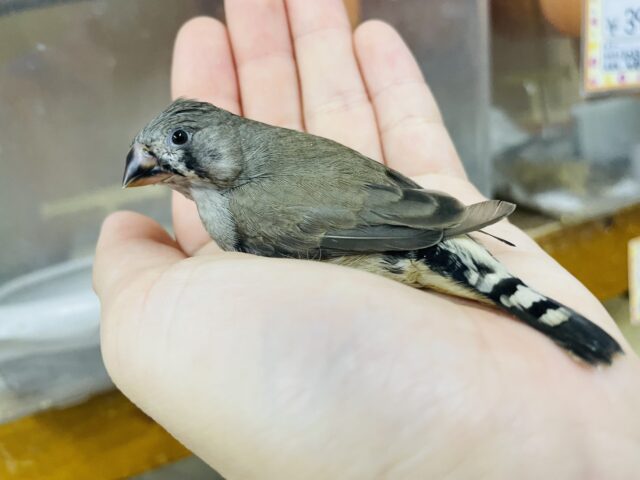 錦花鳥（キンカチョウ）