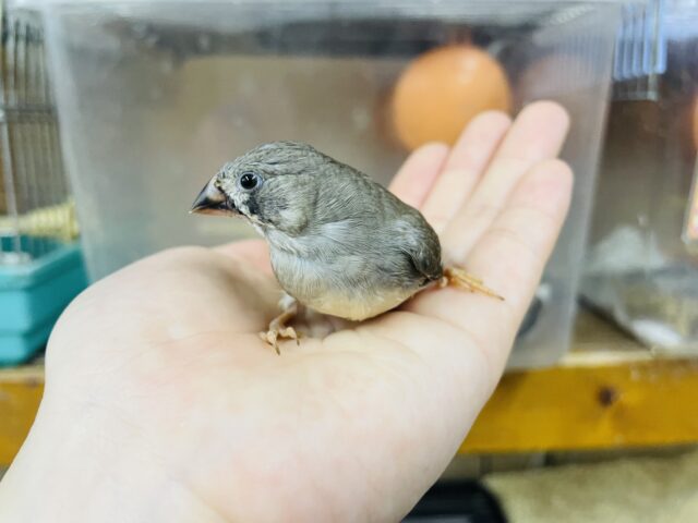 錦花鳥（キンカチョウ）