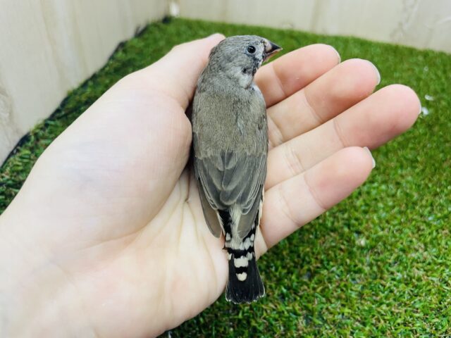 錦花鳥（キンカチョウ）