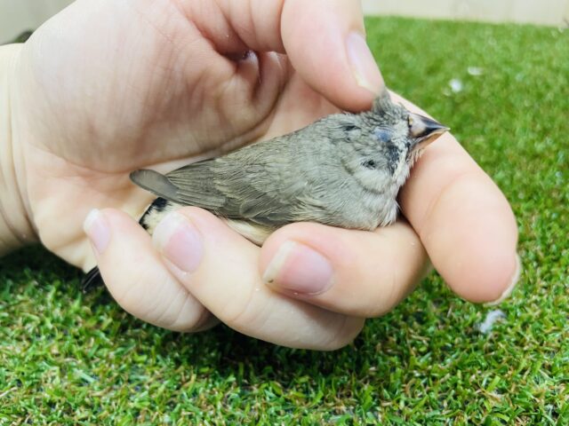 錦花鳥（キンカチョウ）