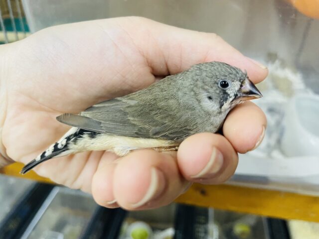 錦花鳥（キンカチョウ）