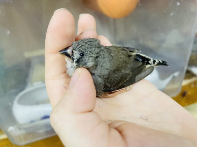 錦花鳥（キンカチョウ）