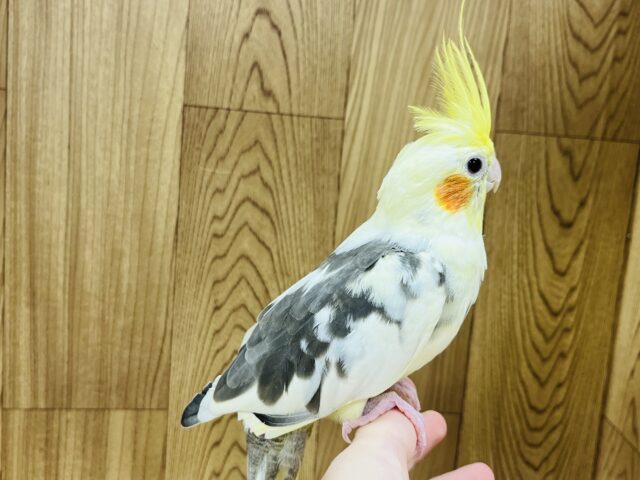 オカメインコ